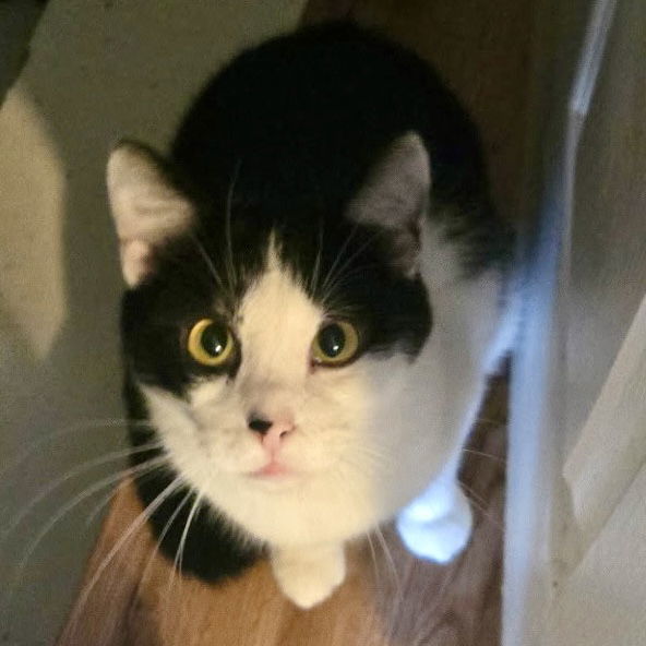 Ed