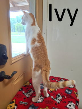 Ivy (Male), an adoptable Tabby, Domestic Short Hair in Mountain View, AR, 72560 | Photo Image 1
