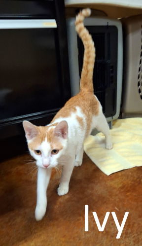Ivy (Male), an adoptable Tabby, Domestic Short Hair in Mountain View, AR, 72560 | Photo Image 2