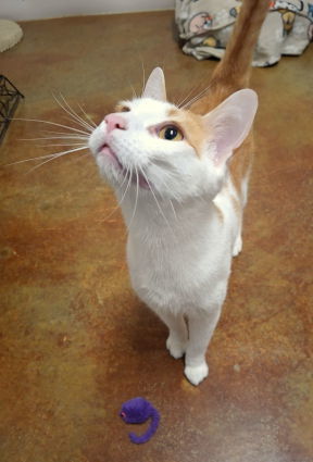 Ivy (Male), an adoptable Tabby, Domestic Short Hair in Mountain View, AR, 72560 | Photo Image 3