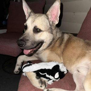 Clark, Adult Male Shepherd