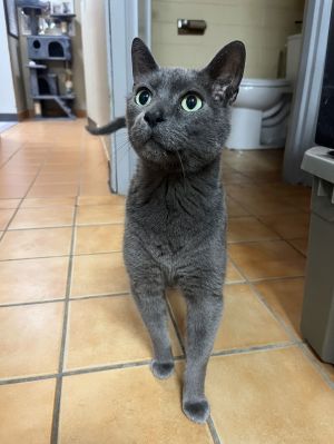 Bongo, Adult Male Domestic Short Hair