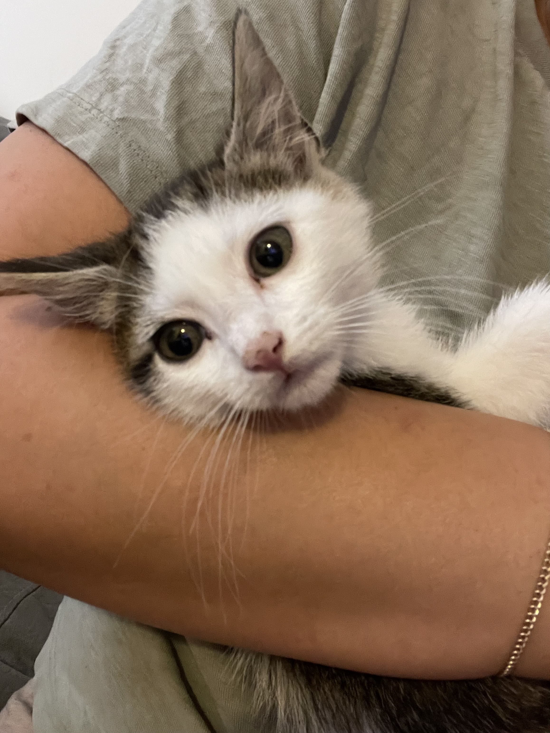 Cat for adoption a Domestic Medium Hair in Middle Village