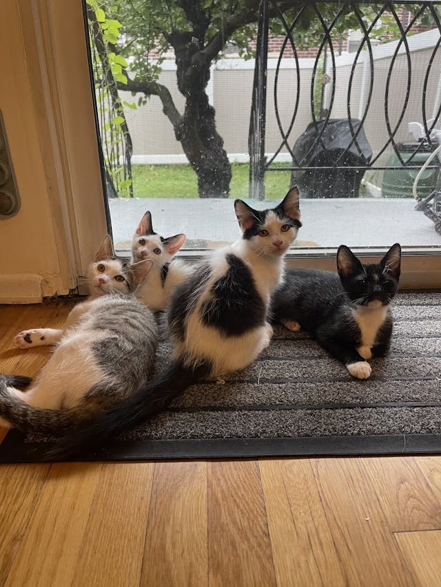 Cat for adoption a Domestic Medium Hair in Middle Village