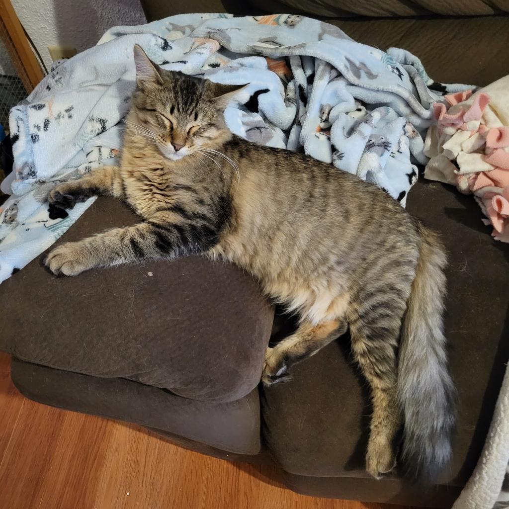 Cosmo, an adoptable Domestic Short Hair in Bismarck, ND, 58507 | Photo Image 4