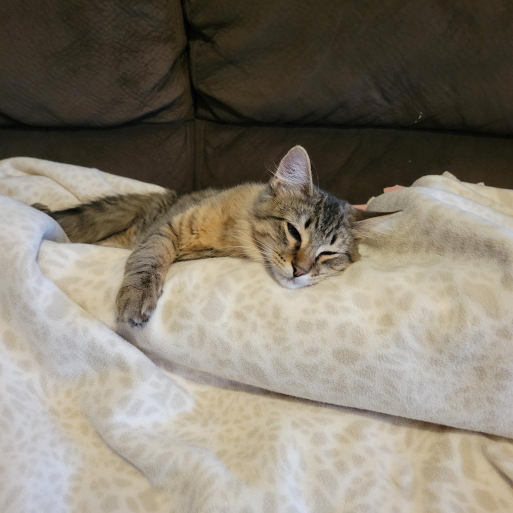 Cosmo, an adoptable Domestic Short Hair in Bismarck, ND, 58507 | Photo Image 5