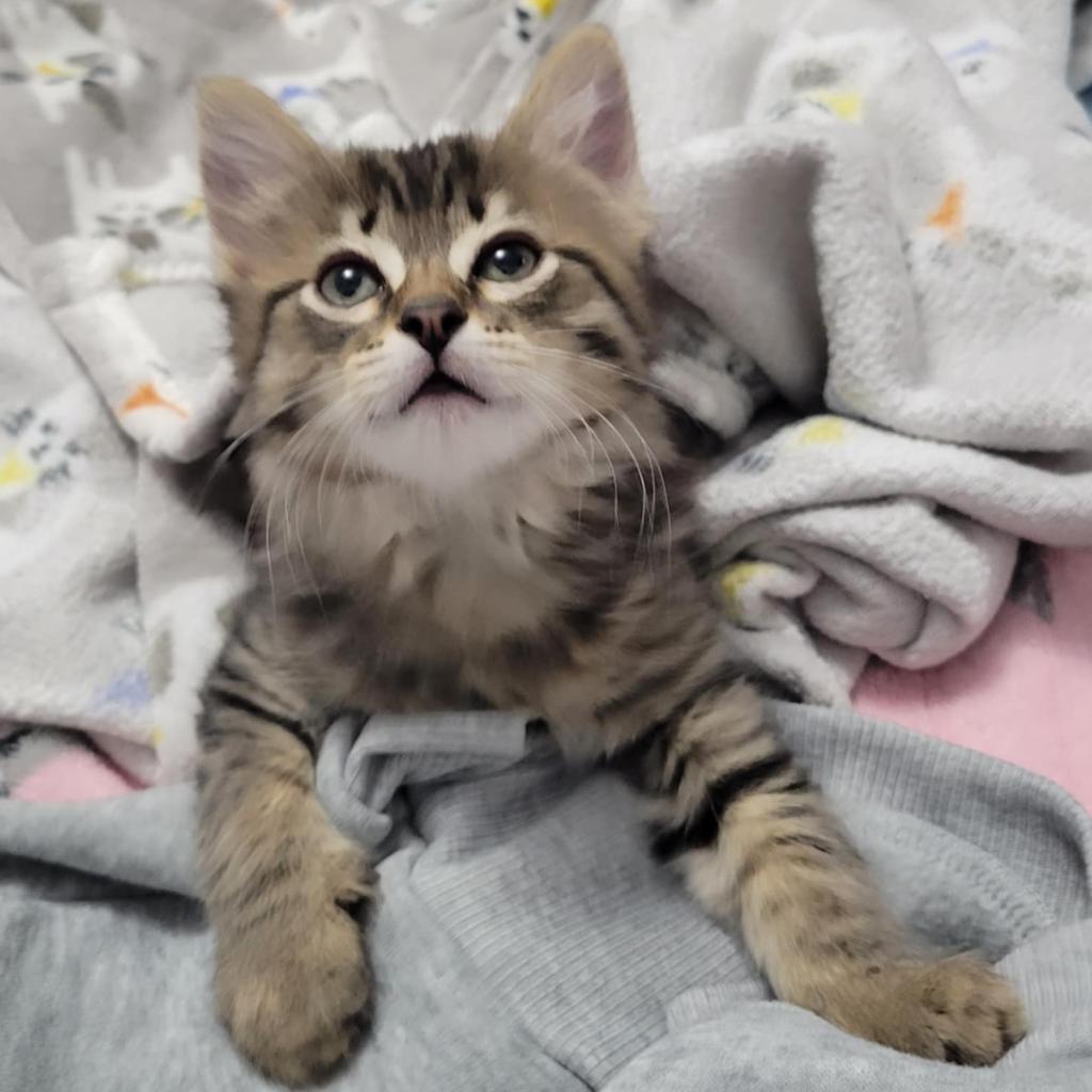 Cosmo, an adoptable Domestic Short Hair in Bismarck, ND, 58507 | Photo Image 6