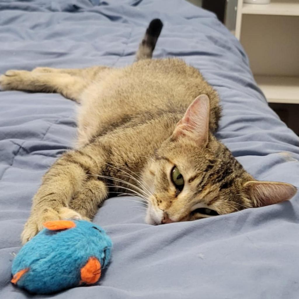 Tabby, an adoptable Domestic Short Hair in Bismarck, ND, 58507 | Photo Image 1