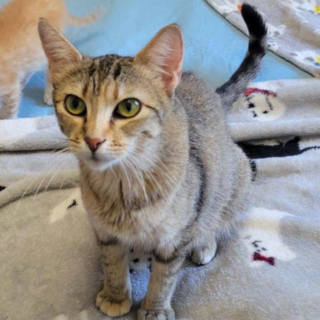 Tabby, an adoptable Domestic Short Hair in Bismarck, ND, 58507 | Photo Image 3