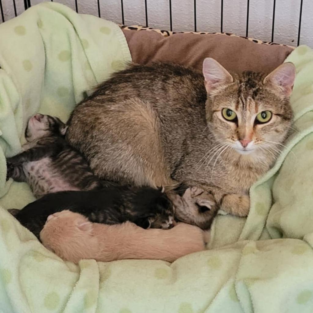 Tabby, an adoptable Domestic Short Hair in Bismarck, ND, 58507 | Photo Image 4