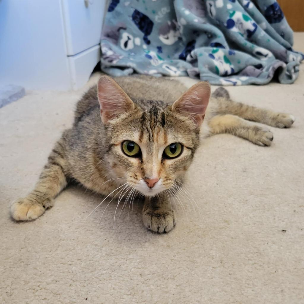 Tabby, an adoptable Domestic Short Hair in Bismarck, ND, 58507 | Photo Image 5