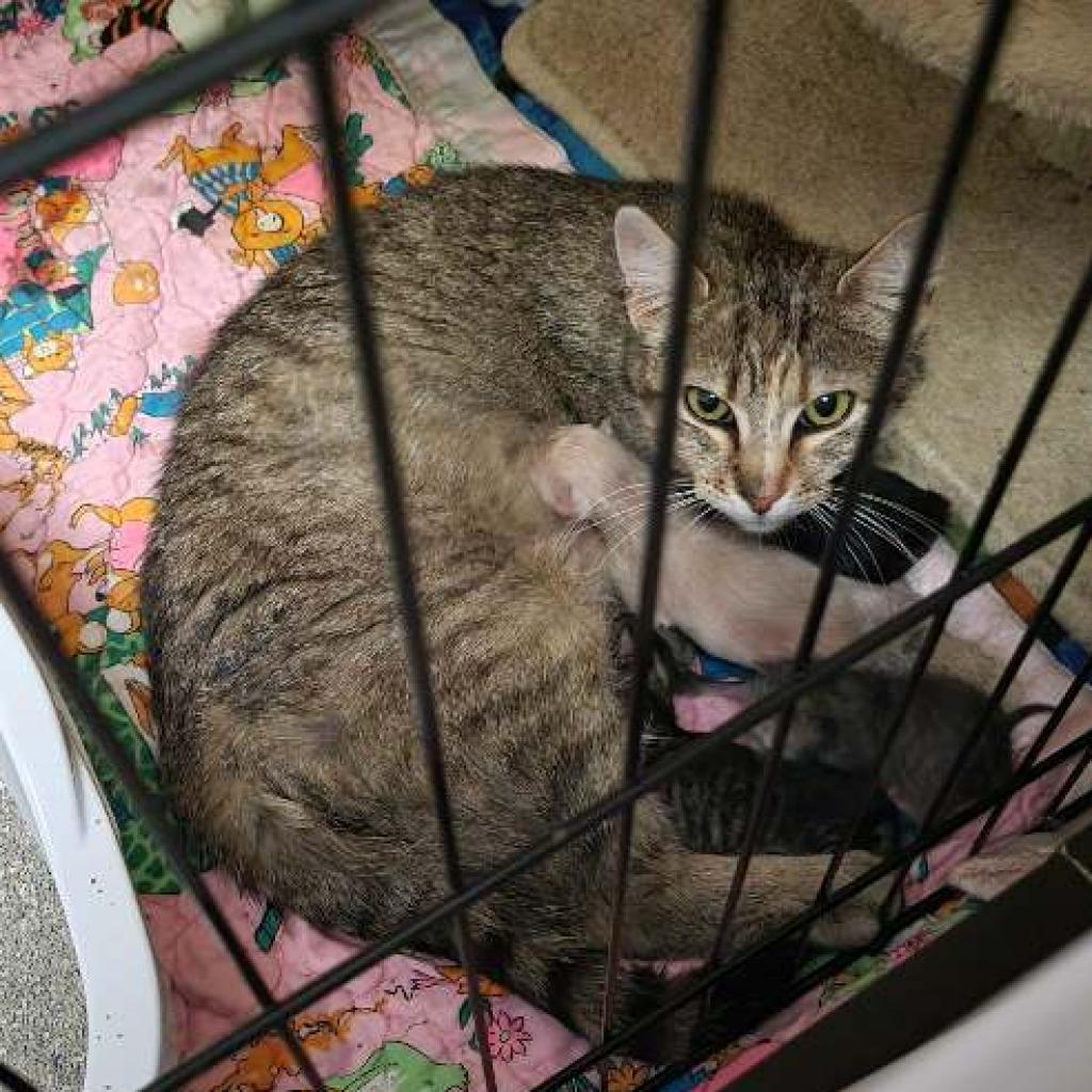 Tabby, an adoptable Domestic Short Hair in Bismarck, ND, 58507 | Photo Image 6