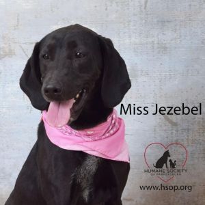 Miss. Jezebel