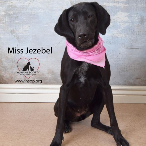 Miss. Jezebel 2