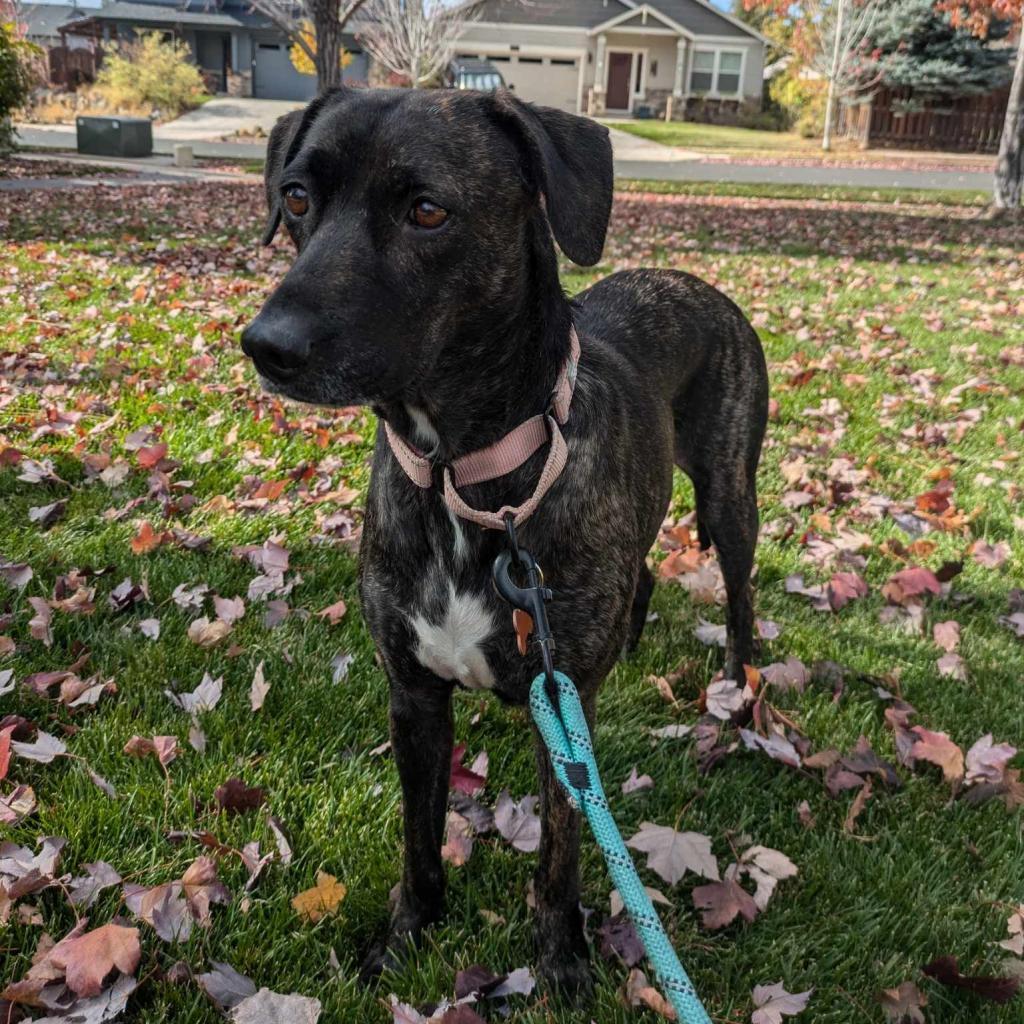 Delia, an adoptable Mixed Breed in Bend, OR, 97702 | Photo Image 4