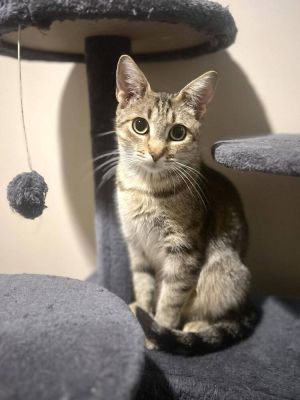 Rhea, Adult Female Tabby
