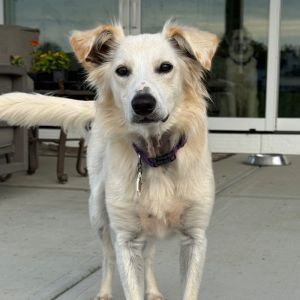 Nula, Young Female English Shepherd