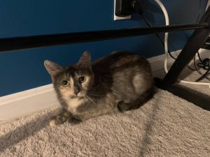 Brie, Adult Female Domestic Short Hair