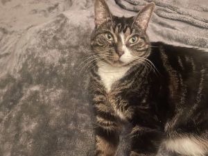 Tracy, Adult Female Domestic Short Hair