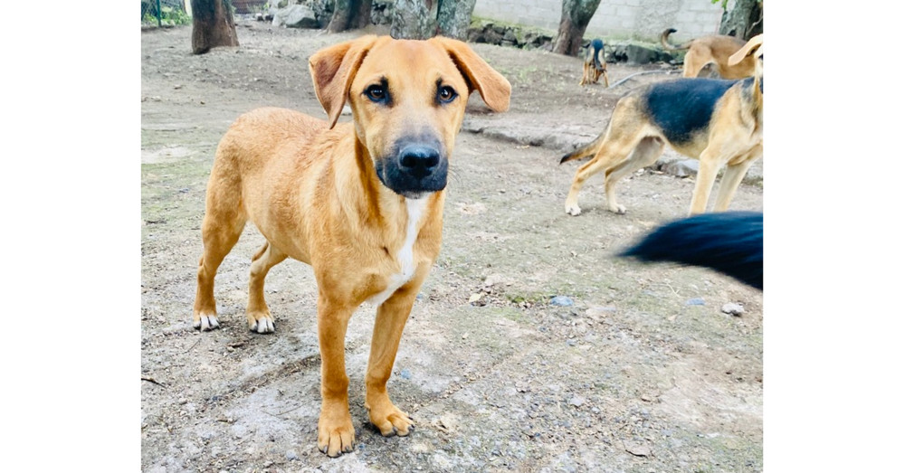 Dog for adoption - Elliot, a Labrador Retriever Mix in Ajijic Centro ...