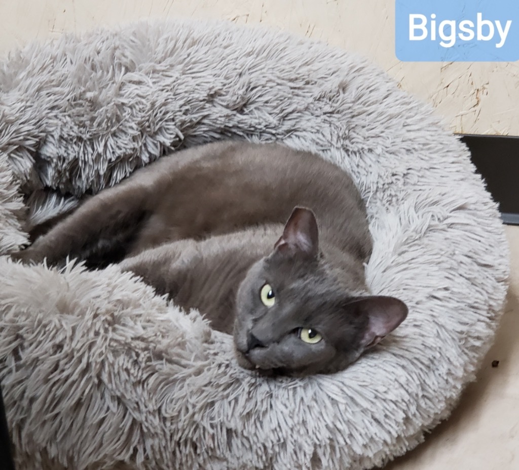 Bigsby MC, an adoptable Domestic Short Hair in Sherwood, OR, 97140 | Photo Image 1