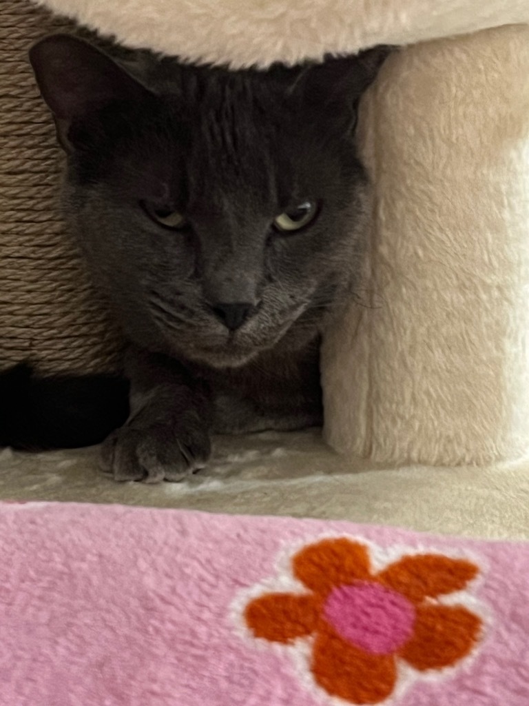 Bigsby MC, an adoptable Domestic Short Hair in Sherwood, OR, 97140 | Photo Image 2