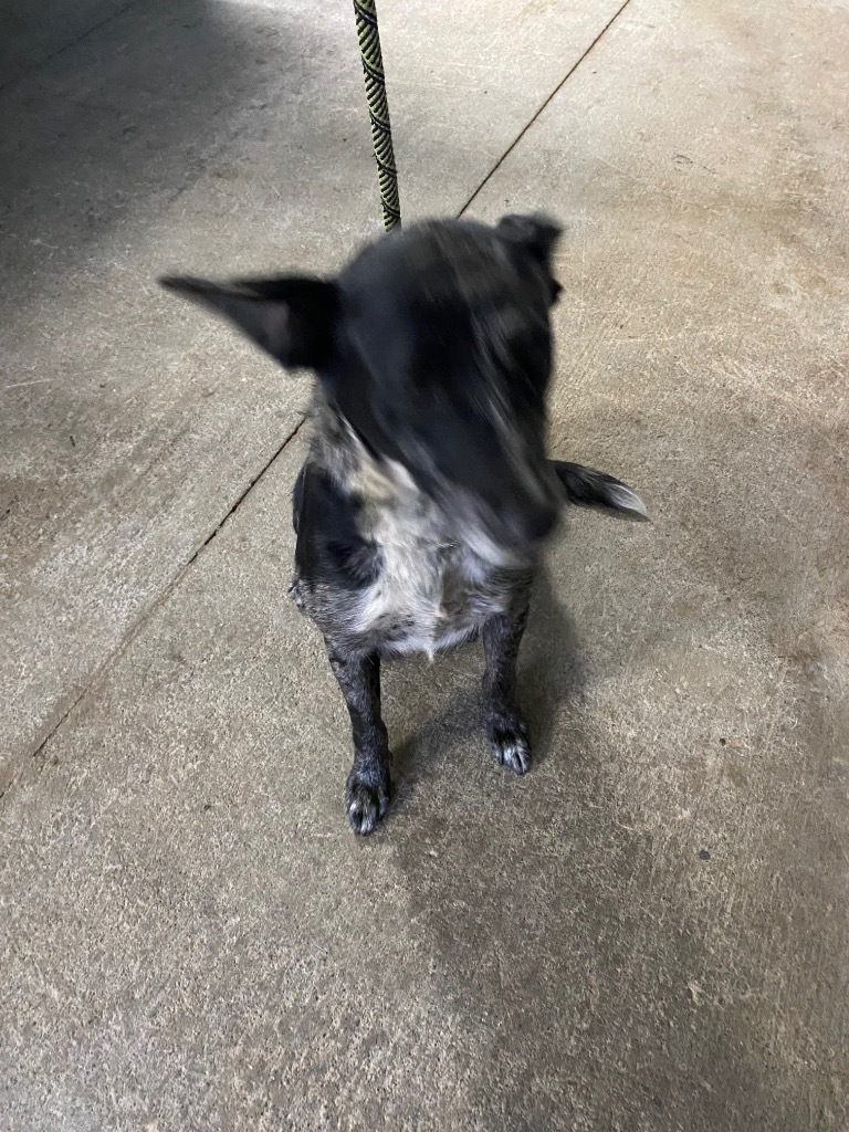 Dog for adoption Rose, an Australian Cattle Dog / Blue Heeler Mix in