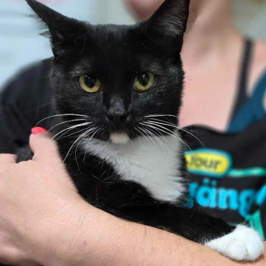 Glenda, an adoptable Domestic Short Hair in Fort Collins, CO, 80526 | Photo Image 2