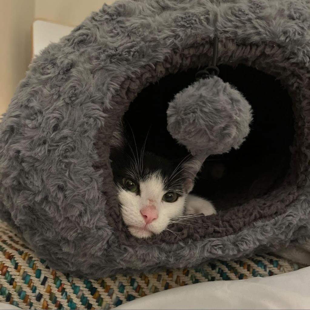 Joy, an adoptable Domestic Short Hair in Fort Collins, CO, 80526 | Photo Image 3