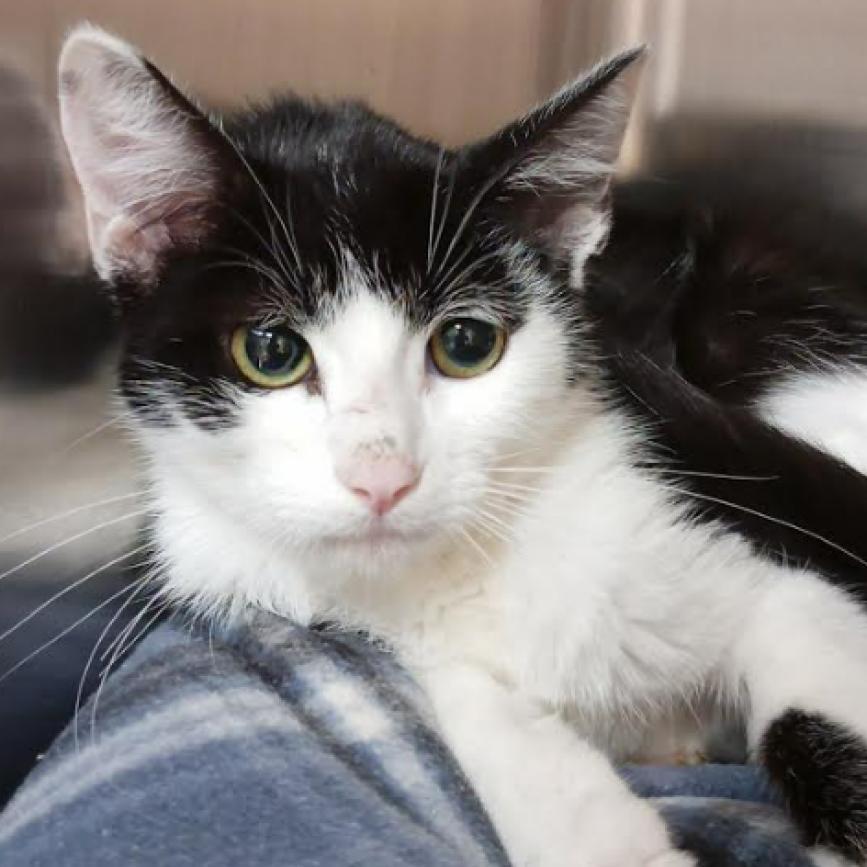 Joy, an adoptable Domestic Short Hair in Fort Collins, CO, 80526 | Photo Image 5