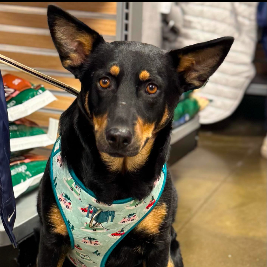 Arabian, an adoptable Mixed Breed in Buffalo, MN, 55313 | Photo Image 1