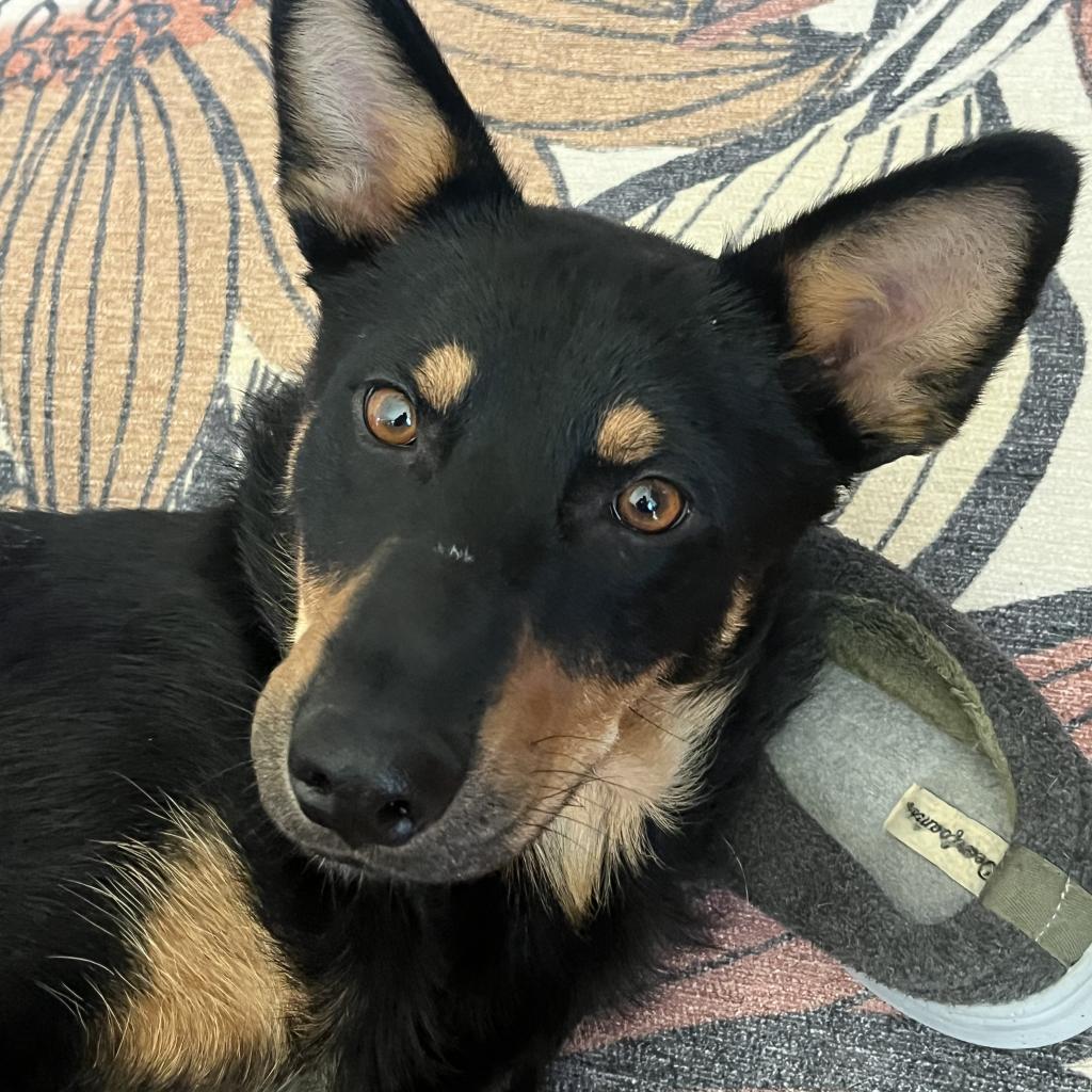 Arabian, an adoptable Mixed Breed in Buffalo, MN, 55313 | Photo Image 2