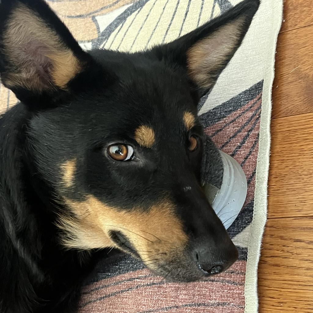 Arabian, an adoptable Mixed Breed in Buffalo, MN, 55313 | Photo Image 3
