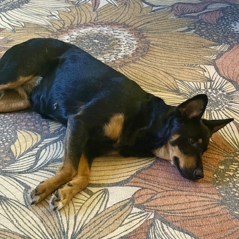 Arabian, an adoptable Mixed Breed in Buffalo, MN, 55313 | Photo Image 5