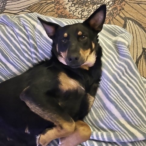 Arabian, an adoptable Mixed Breed in Buffalo, MN, 55313 | Photo Image 6