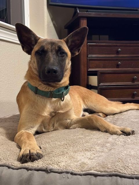 Hunter, an adoptable Belgian Shepherd / Malinois, Shepherd in Brookings, OR, 97415 | Photo Image 1