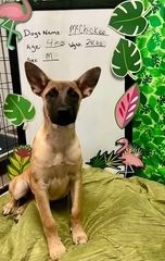 Hunter, an adoptable Belgian Shepherd / Malinois, Shepherd in Brookings, OR, 97415 | Photo Image 2