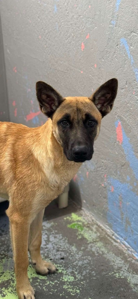 Hunter, an adoptable Belgian Shepherd / Malinois, Shepherd in Brookings, OR, 97415 | Photo Image 3