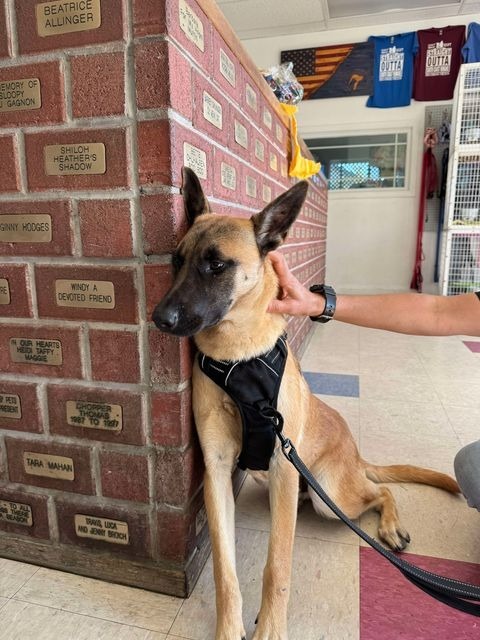 Hunter, an adoptable Belgian Shepherd / Malinois, Shepherd in Brookings, OR, 97415 | Photo Image 4