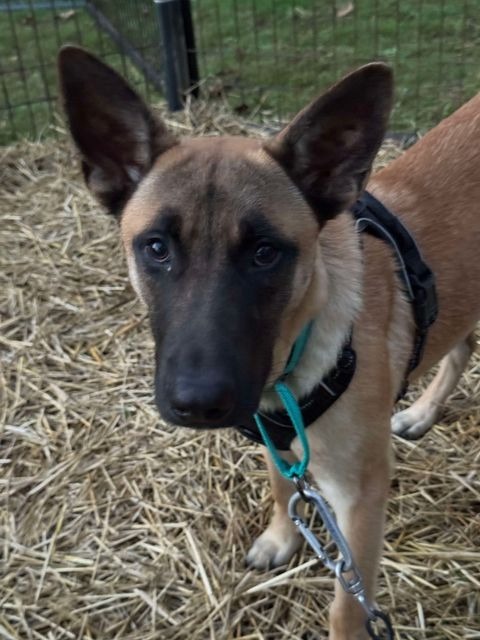 Hunter, an adoptable Belgian Shepherd / Malinois, Shepherd in Brookings, OR, 97415 | Photo Image 5