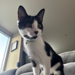 Im a charming tuxedo cat on the lookout for my forever home I was rescued alon