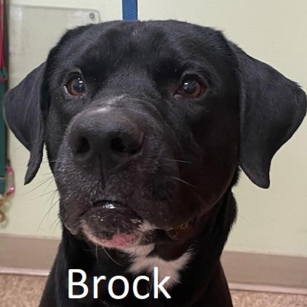 Brock