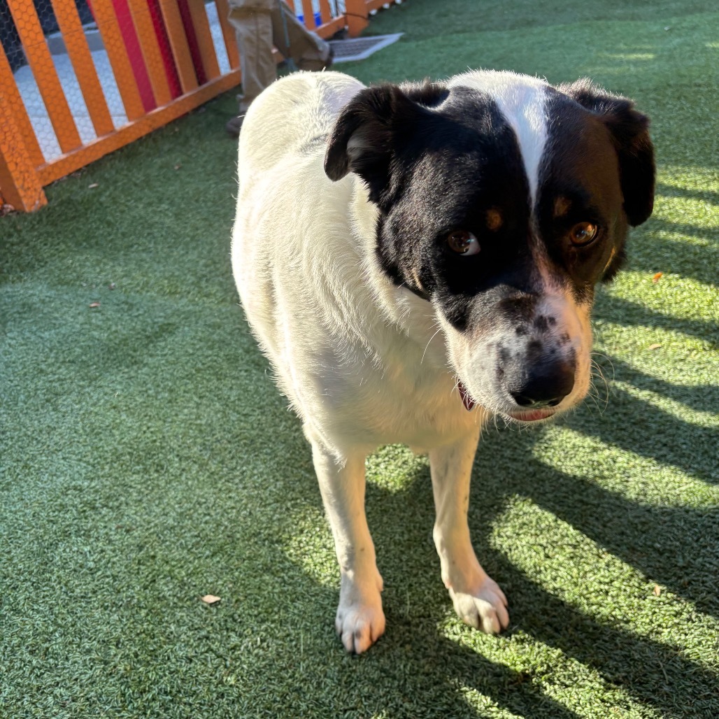 OSCAR-A2159466