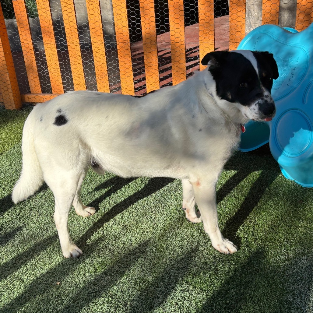 OSCAR-A2159466