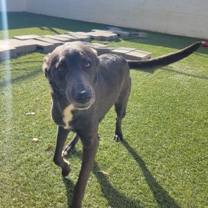 U Turn, Young Female Black Labrador Retriever
