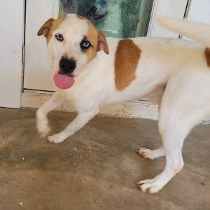 Fear 1335, Young Male Hound