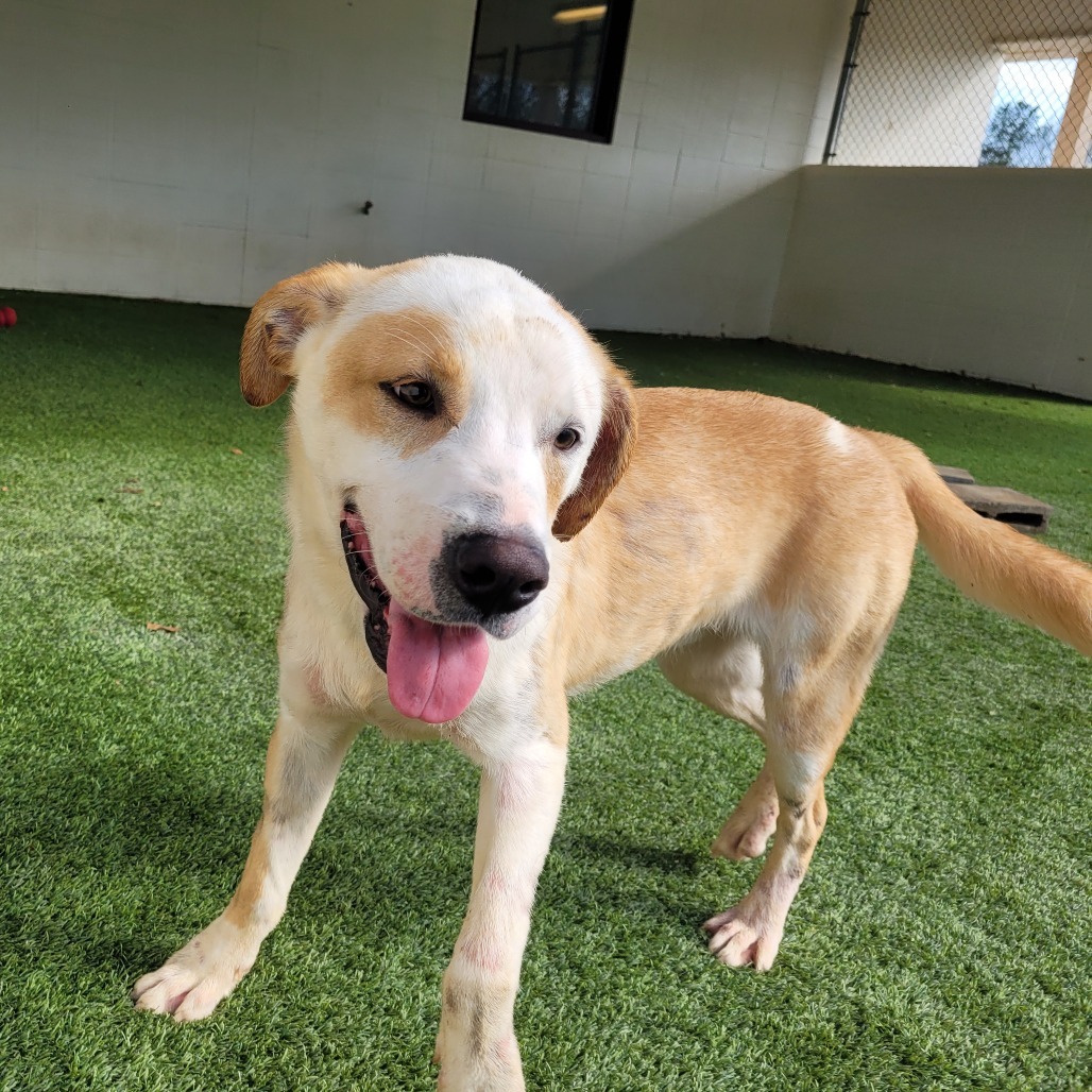 Over, an adoptable Whippet, Mixed Breed in LOXAHATCHEE, FL, 33470 | Photo Image 1