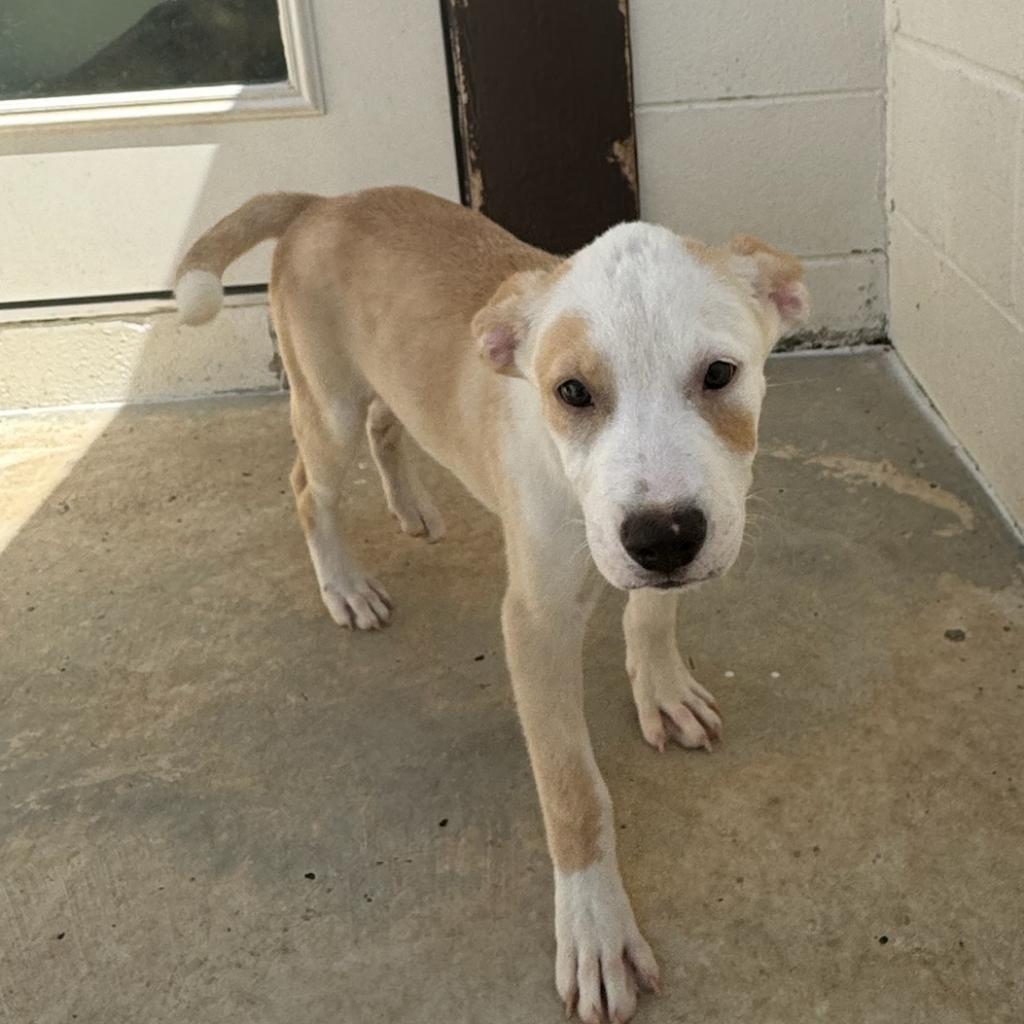 Over, an adoptable Whippet, Mixed Breed in LOXAHATCHEE, FL, 33470 | Photo Image 2