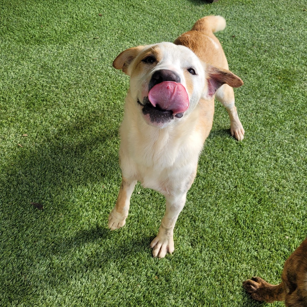 Over, an adoptable Whippet, Mixed Breed in LOXAHATCHEE, FL, 33470 | Photo Image 3