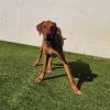 Frito photo 1